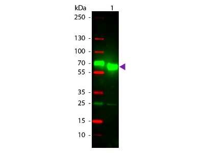 Western Blot: Goat anti-Rat IgA Heavy Chain Secondary Antibody [Texas Red] [NBP1-73680] - Lane 1: Mouse IgA Kappa. Lane 2: None. Load: 100 ng per lane. Primary antibody: None. Secondary antibody: Texas Red goat secondary antibody at 1:1,000 for 60 min at RT. Blocking: incubated with blocking buffer for 30 min at RT. Predicted/Observed size: 55 kDa, 55 kDa for Rat IgA. Other band(s): Rat IgA light chain.